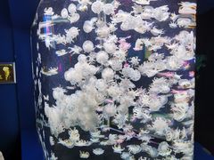 -太平洋海底世界