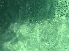 -东姑阿都拉曼海洋公园