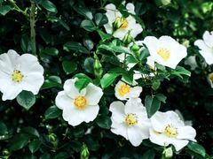 -东山风景区(洞庭东山)