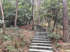 -铁山坪森林公园