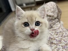 -东方名猫馆·英短金渐层布偶猫舍(环线广场1号楼店)