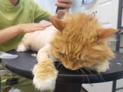 -芭比堂动物医院·犬猫全科·异宠专科(雁塔分院)