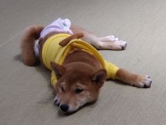 -逗柴咖啡屋·狗咖猫咖宠物桌游