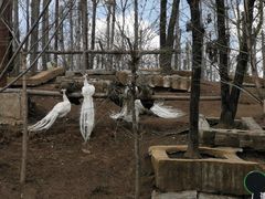 -哈尔滨北方森林动物园