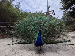-栾川竹海野生动物园