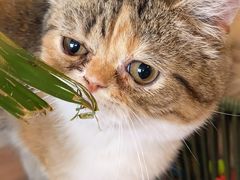 -Cappucimeow猫咪咖啡馆(韦伯时代店)