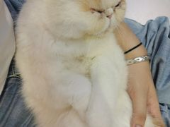 -Heymao猫咖.咖啡厅(东门店)