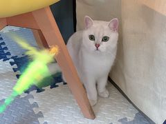 -瑞鹏宠物医院·骨科·猫科·内科(第一中心)