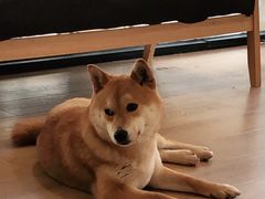 -南京Hallo宠物乐园·哈罗犬舍·柴犬繁育基地