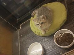 -吉丁鸟咖·异宠·寄养