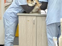 -四月宠物医院·猫专科·心脏专科·内科(转塘店)