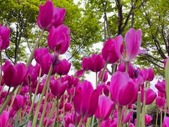 -石家庄市植物园