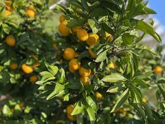 -前小桔亲子创意农场·草莓采摘·露营烧烤