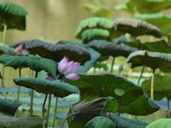 -南宁良凤江国家森林公园