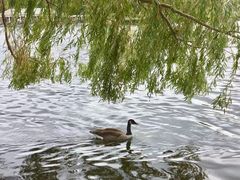 景点-海德公园