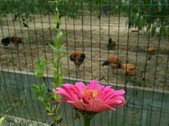 -武汉世外桃源农庄