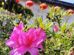 -武汉紫薇都市田园