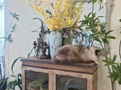 -共舞时光猫咖·狗咖(新街口店)