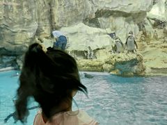 -帝企鹅自助餐厅•儿童岛•真企鹅(长隆企鹅酒店)