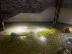 -几荷·恰似故人来(秀水广场店)