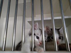 -东方名猫馆·英短金渐层布偶猫舍(环线广场1号楼店)