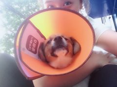 -瑞鹏宠物医院·爱宠堂·骨外专科(西荷分院)