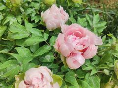 -洛阳市隋唐城遗址植物园