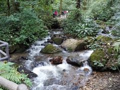 -莫里热带雨林景区