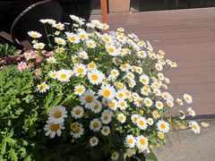 -同济大学(嘉定校区)