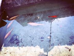 -小仙居·农家宴烤羊· 农庄