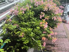 -火炉山森林公园