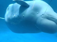 -海合安成都极地海洋公园