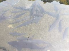 -青龙潭鱼庄