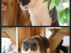 -共舞时光猫咖·狗咖(新街口店)