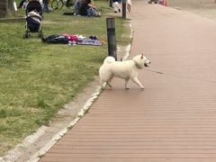 -台场海滨公园船码头