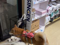 -瑞派天使宠物医院·神经外科·骨科·核磁CT(洛川中路店)