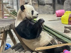 -栾川竹海野生动物园