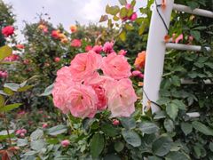 -香蜜公园