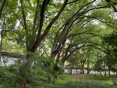 -上海佘山国家森林公园天马山园