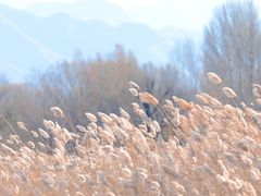 -野鸭湖国家湿地公园