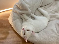 -COLOR PETS 撸猫馆·购猫·猫咖(长风大悦城店)