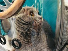 -瑞鹏宠物医院·爱宠堂·骨外专科(西荷分院)