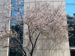 -高东镇樱花园