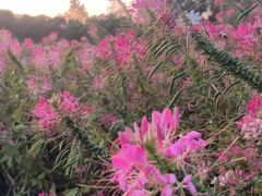 -春花秋色城市公园