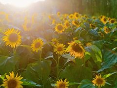 -廊坊文化艺术中心