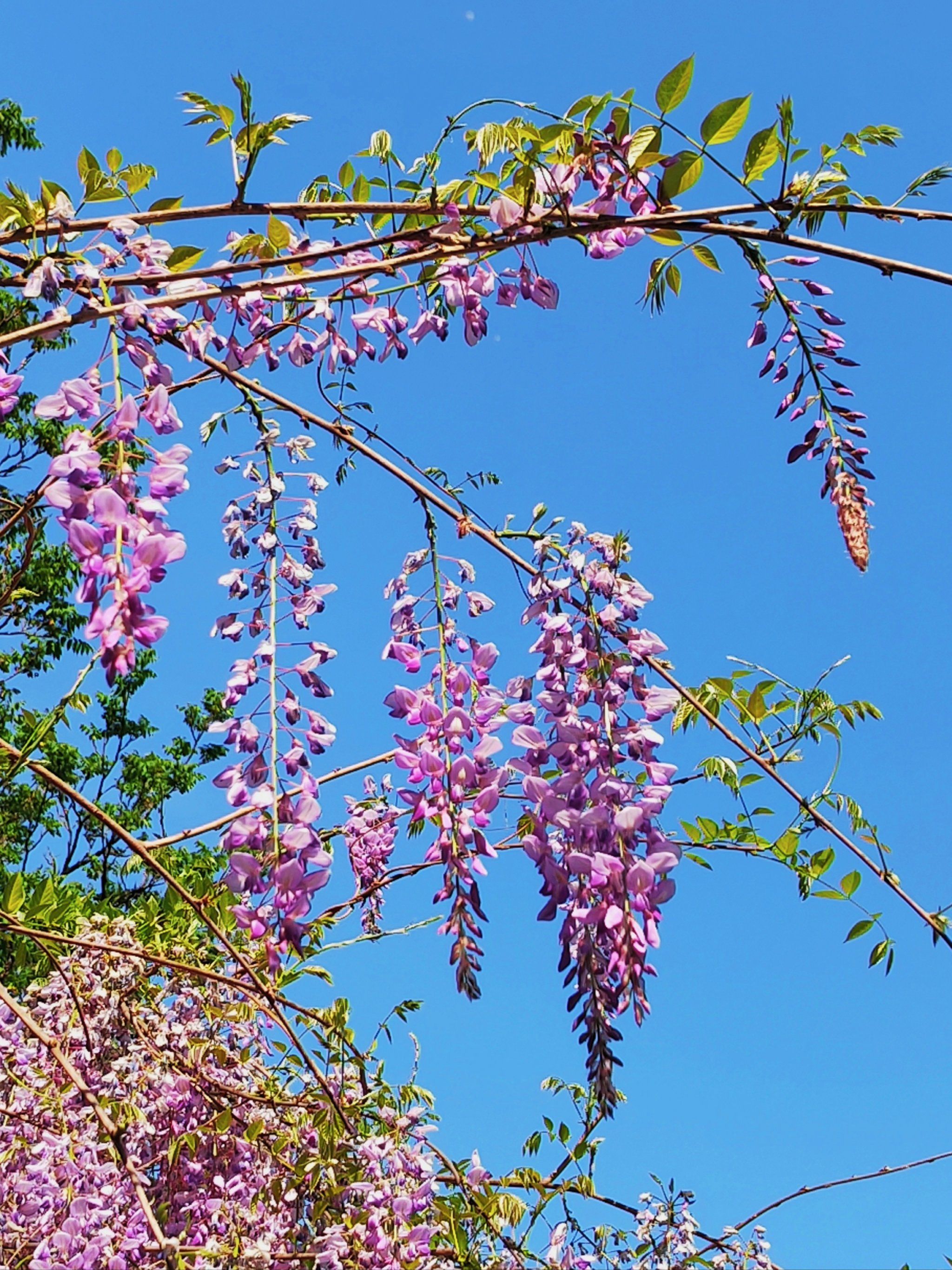 南京追花|古林公园紫藤花开成瀑布啦