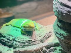 -帕帕拉兹宠物(亚洲旗舰店)