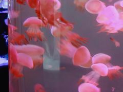 -苏州艺都古玩花鸟市场