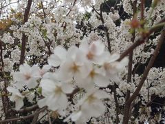 -武汉大学-樱园