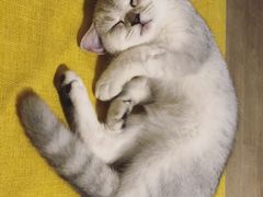 -猫大福·Fortune Cat猫舍(百子湾店)